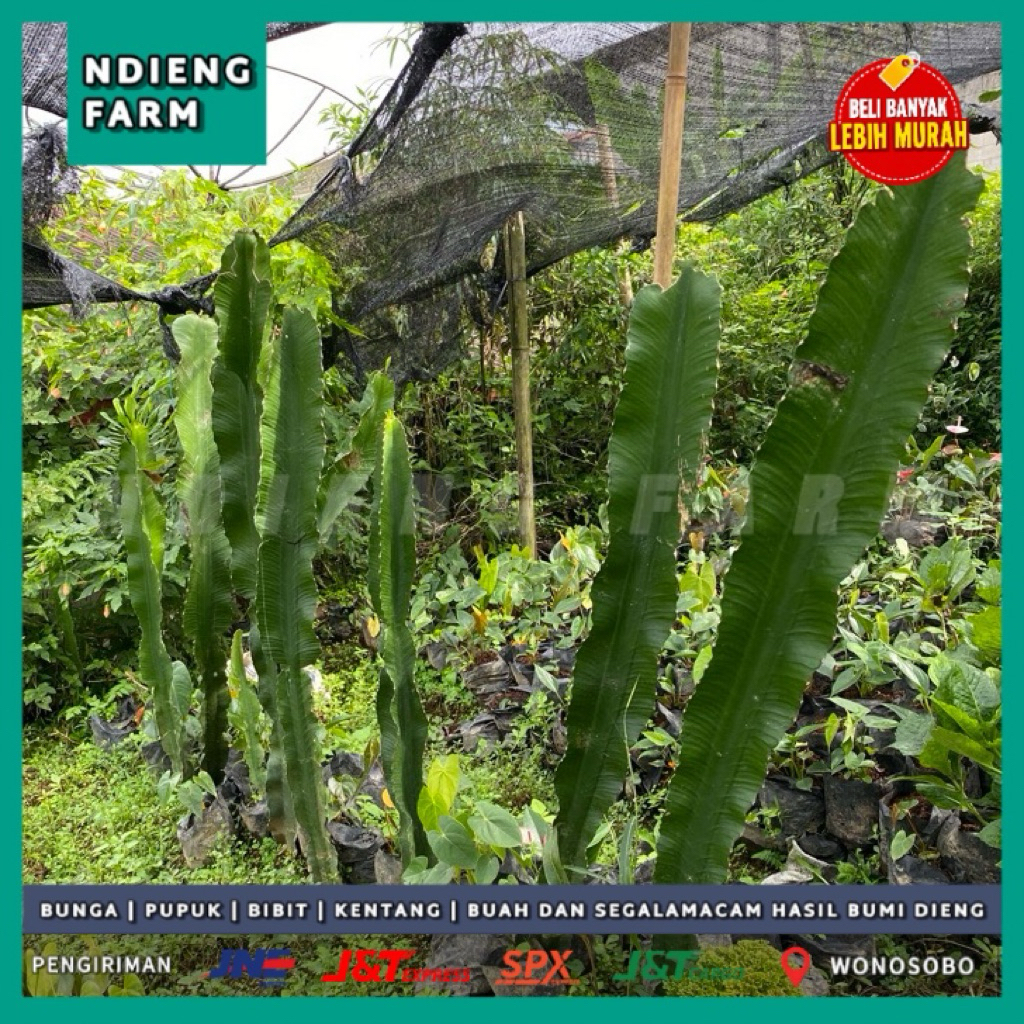 Kaktus Euphorbia Besar Tanaman Hias Unik Siap Kirim