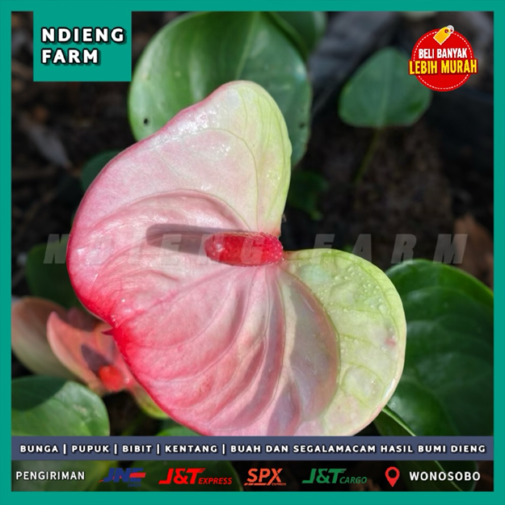 Anthurium President Tricolor Bunga Besar Sudah Berbunga 1 Polybag