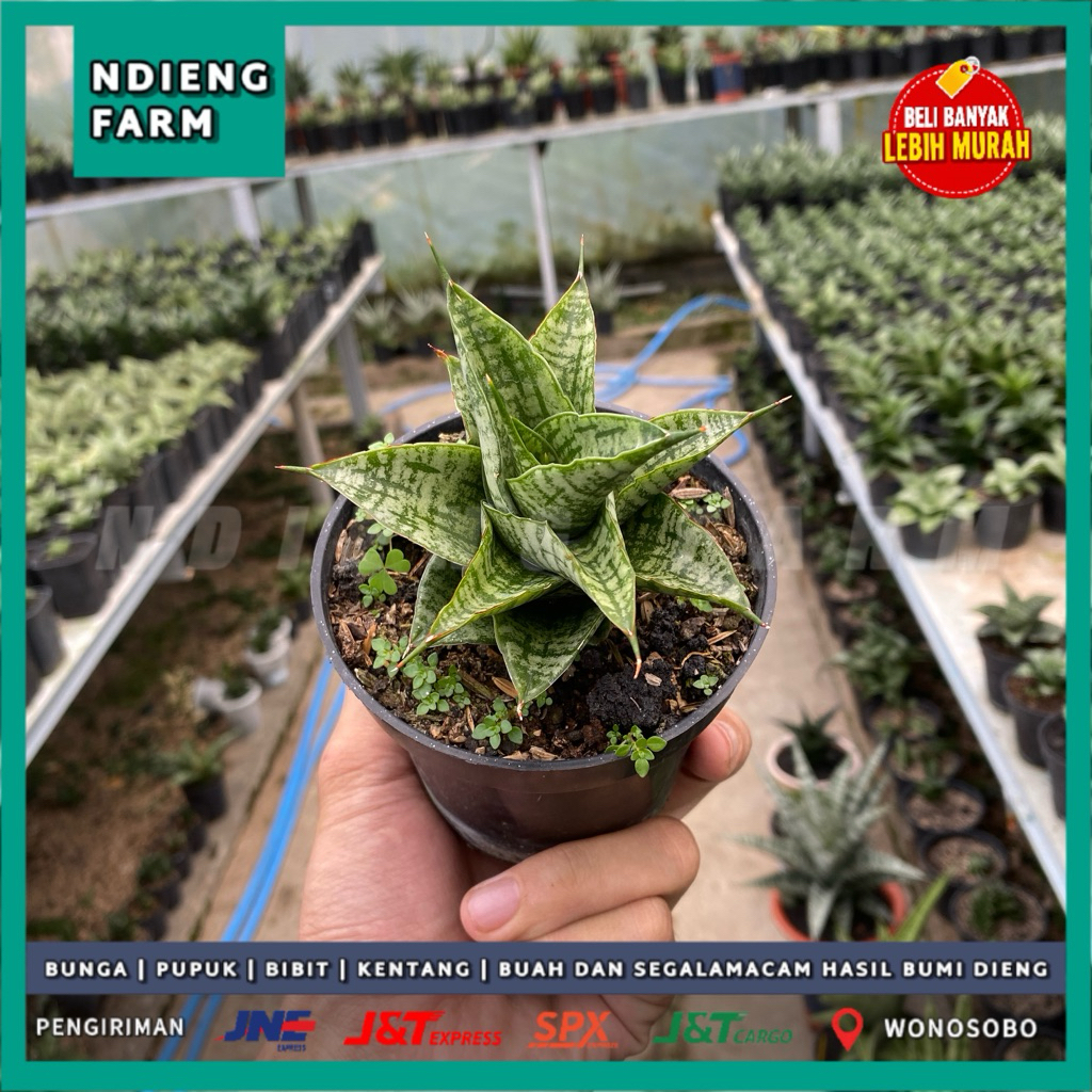 Sansevieria Sindoro x Josepin Rare Hybrid