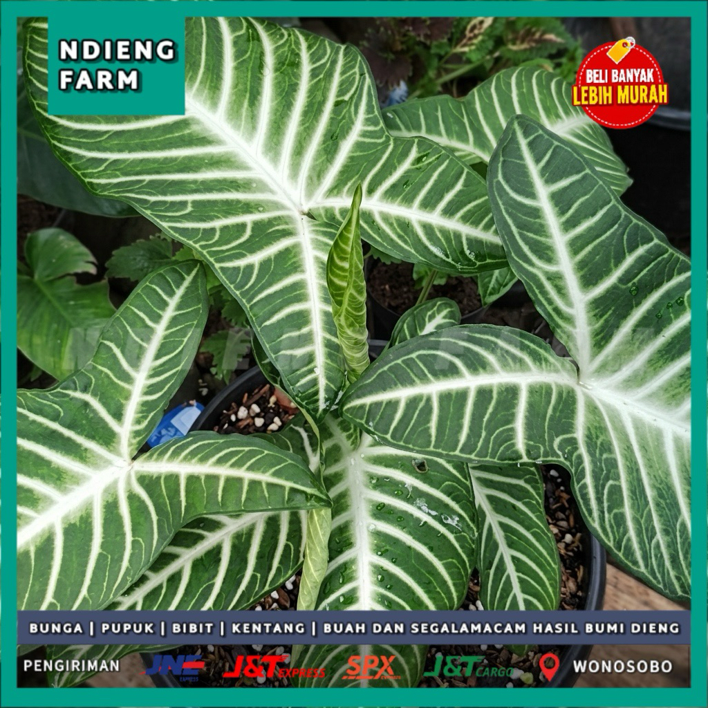 Alocasia Zebrina