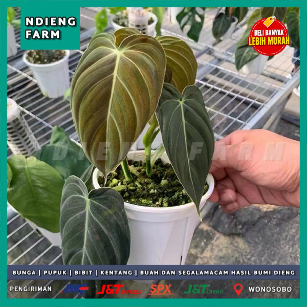 Philodendron Melanochrysum