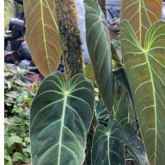 Philodendron Melanochrysum