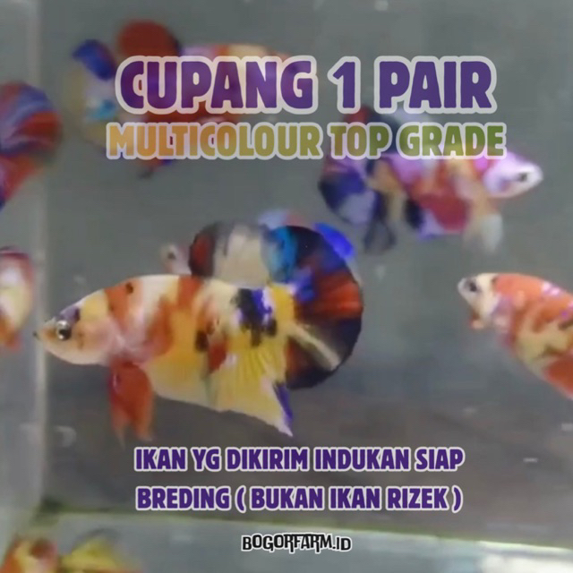 Cupang Sepasang Indukan Top Grade - Cupang Multi Yellow Base 1 Pair Siap Breding