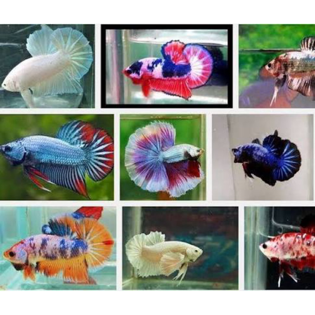 Grosir ikan cupang Plakat Dragon
