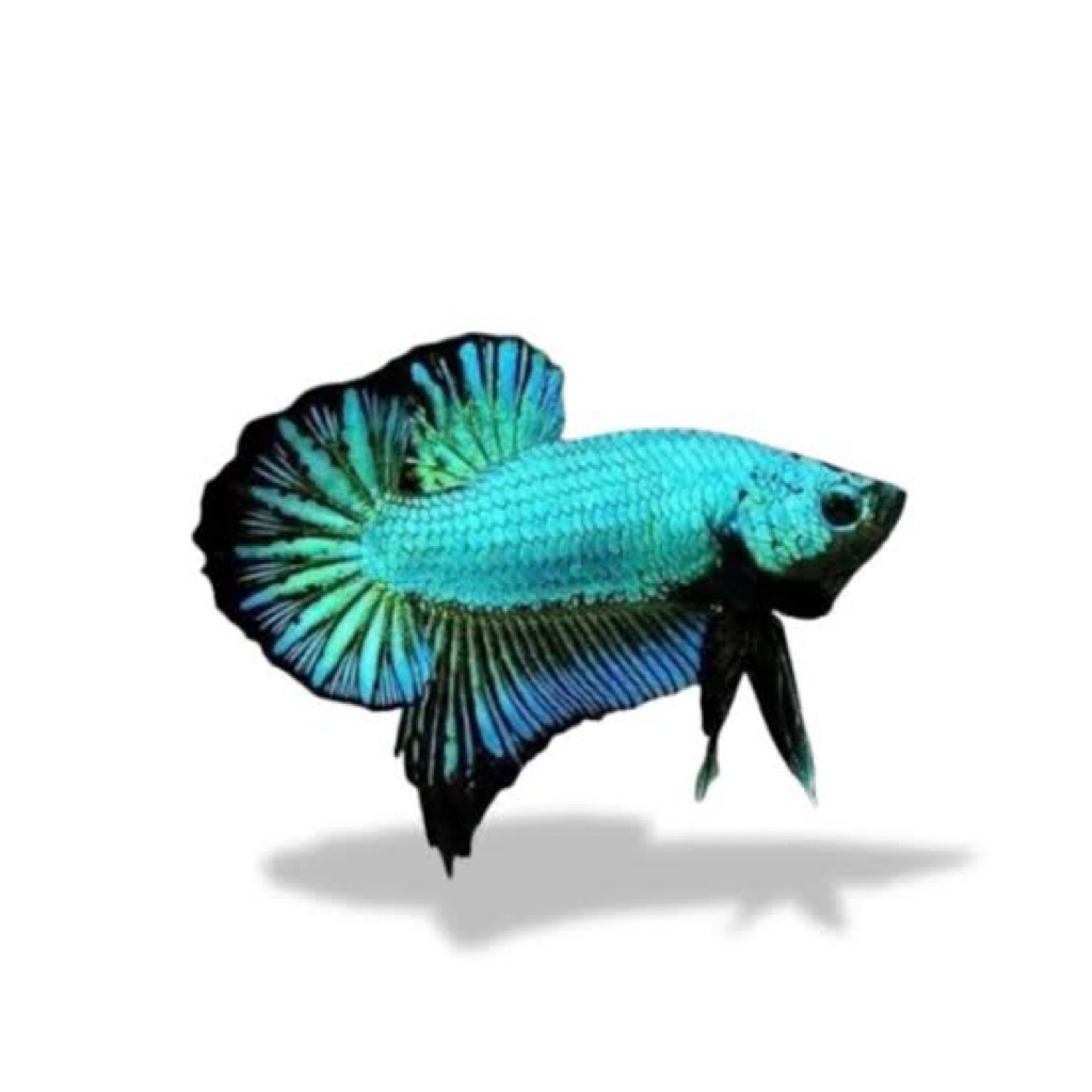 ikan cupang plakat dragon