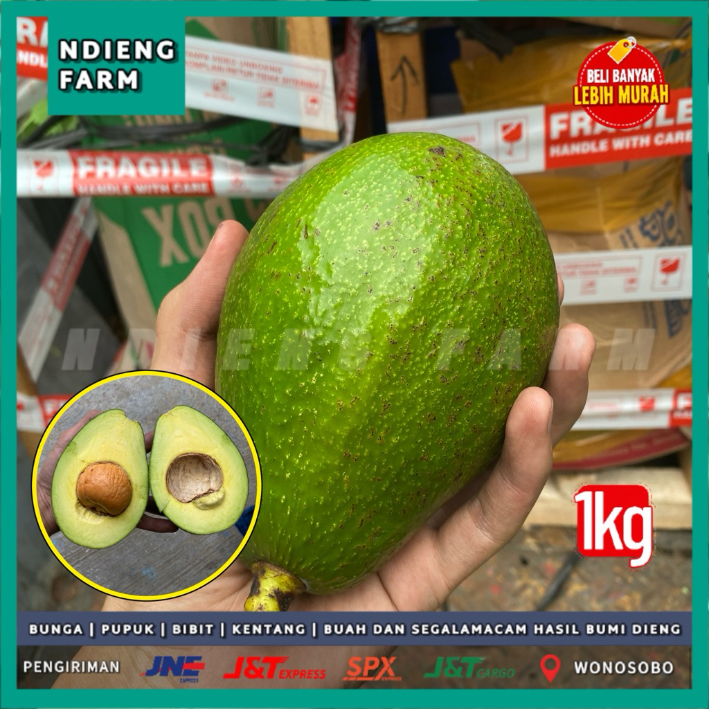 Alpukat Wina Super Jumbo 1Kg | Alpukat Wina Mentega Besar Segar Langsung Dari Kebun