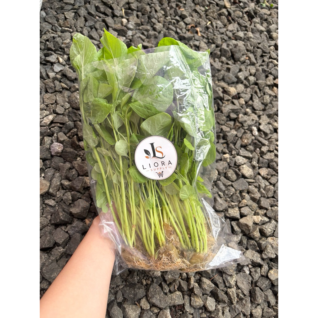 Sayur Bayam Hidroponik Segar