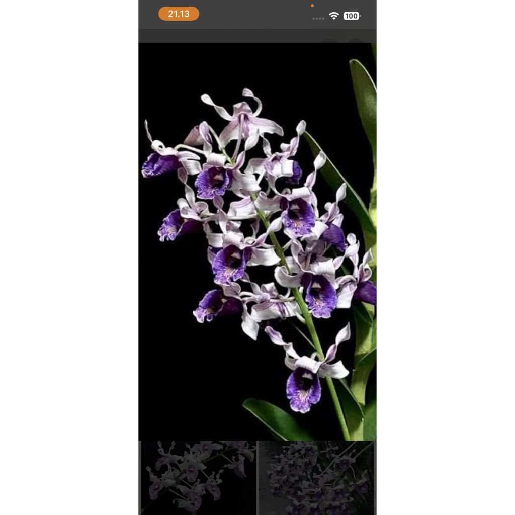 dendrobium Keriting Berbunga, dendrobium koleksi