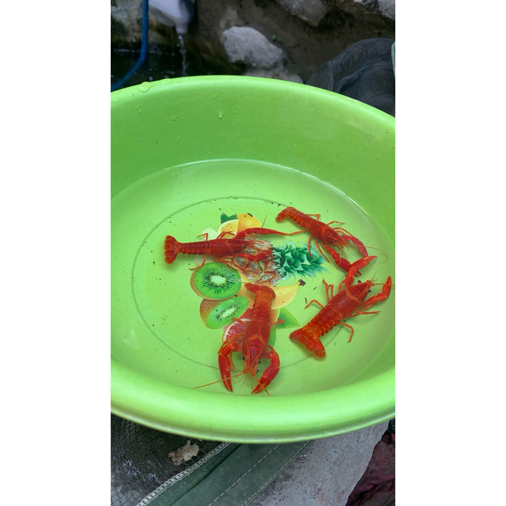 indukan lobster clarky (lobster hias air tawar)