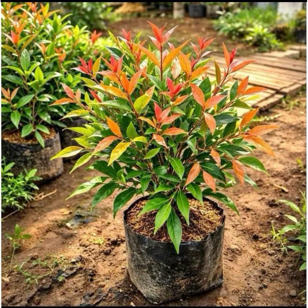 Tanaman Pucuk Merah - Pohon Pucuk Merah Kecil