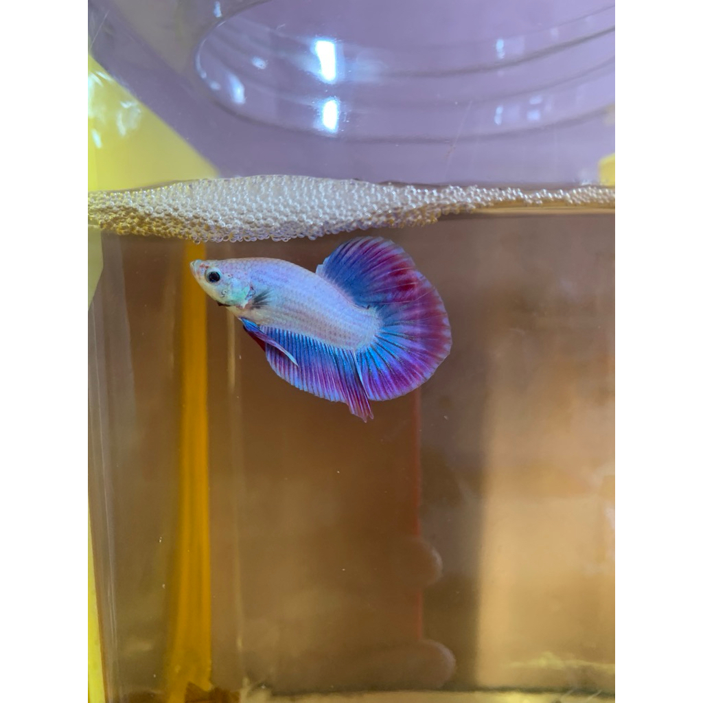 Cupang PK hologram