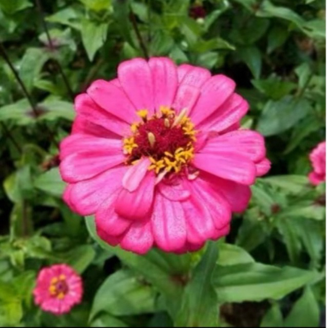 Bunga Zinnia Ping / Bunga zinnia