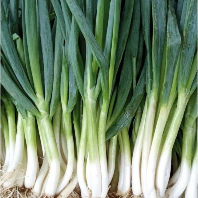Daun bawang prei