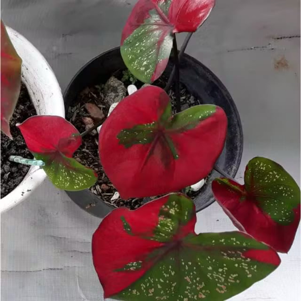 Keladi Baret Merah Bibit Keladi Baret - Caladium Baret