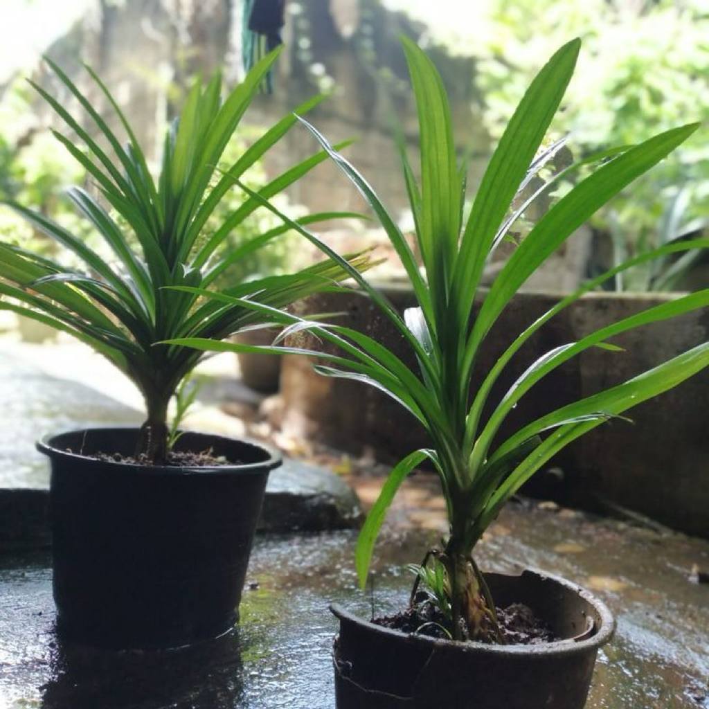 Daun Pandan Segar Pengharum Ruangan - Tanaman Herbal Pandan