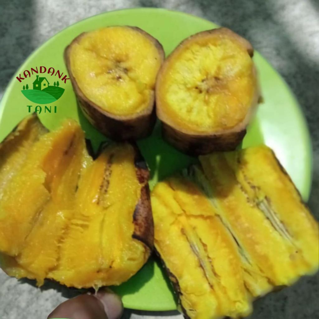 Pisang tanduk super dari Sukabumi selatan rasa manis si madu