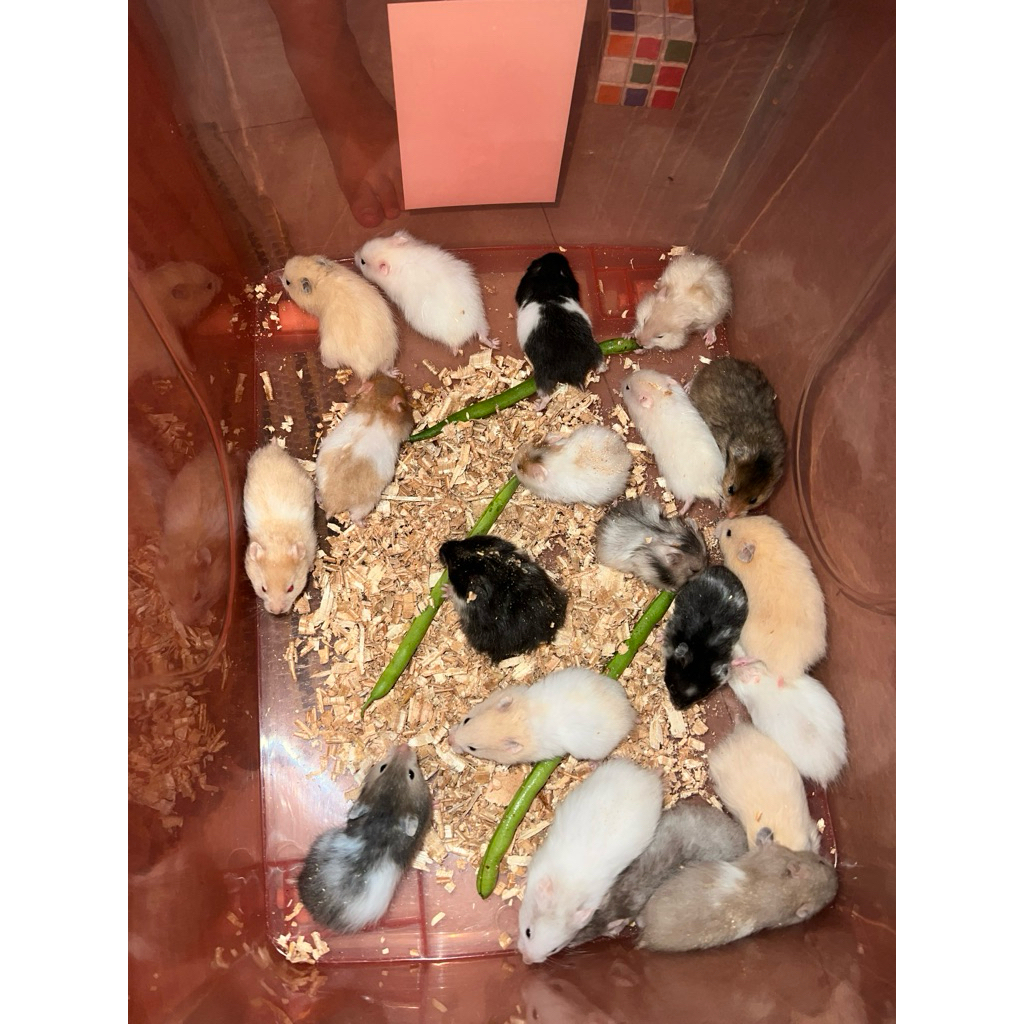 hamster syrian