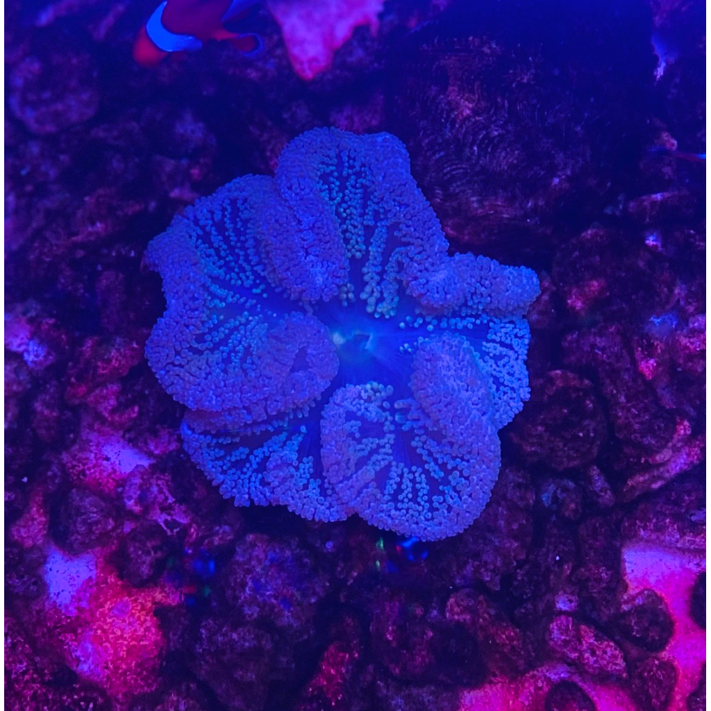 anemon karpet ijo / rumah nemo