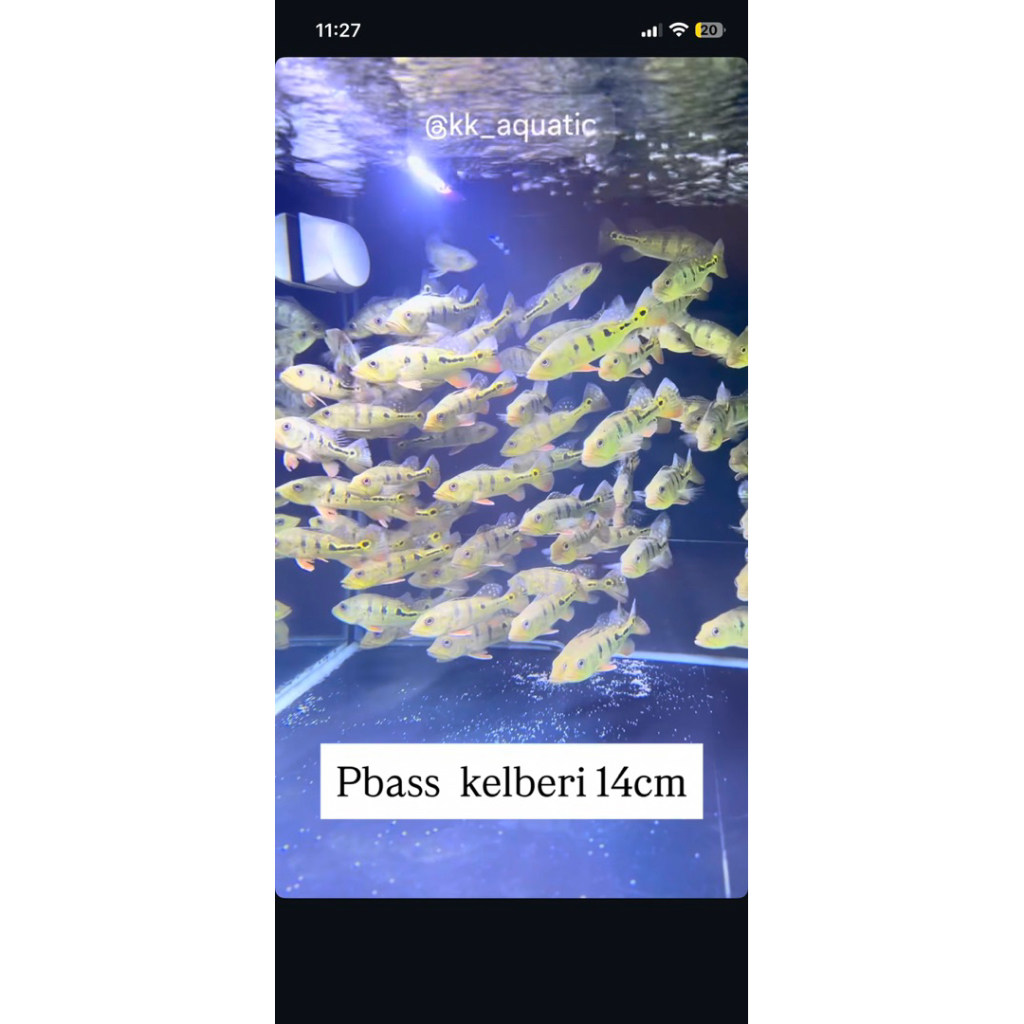 Pbass Kelbery / Kelberi Good Marking