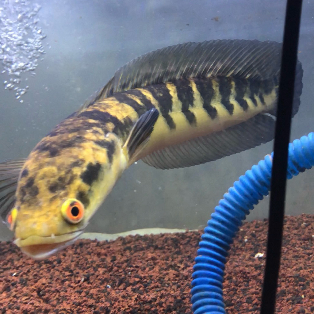 Channa Marulioides (Yellow Phase) Bahan bagus Gratis stiker