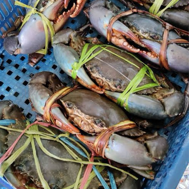 Kepiting hidup jumbo bertelur per 1kg / Kirim instan kepiting hidup