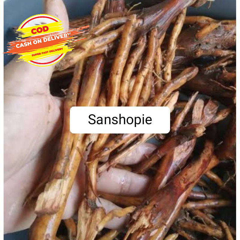 

Akar pohon aren segar 1 kg petik langsung