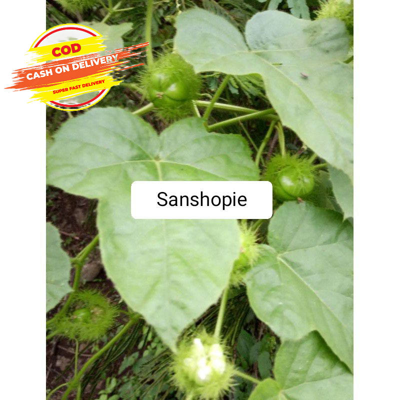 

Daun rambusa atau cermot segar 500 gram