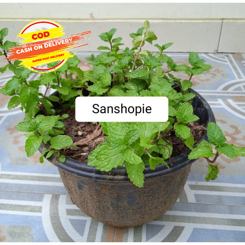 Bibit daun mint benih tanaman daun mint