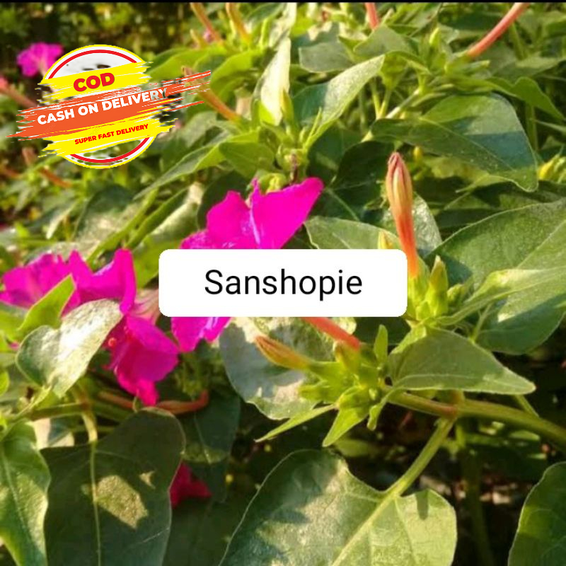 

Daun pukul empat segar per 1 kg