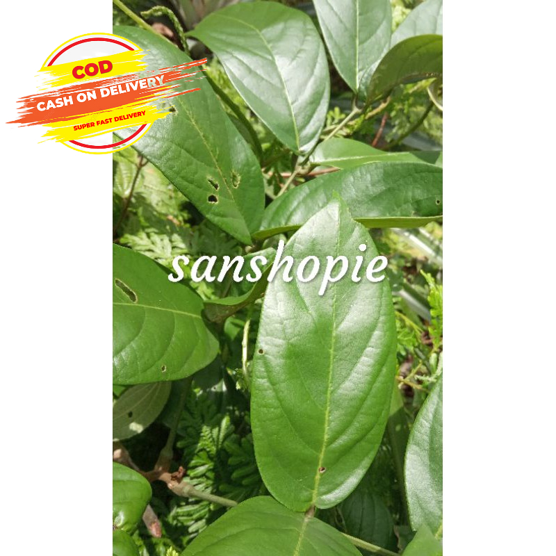 

Daun akar tuba segar paket 500 gram