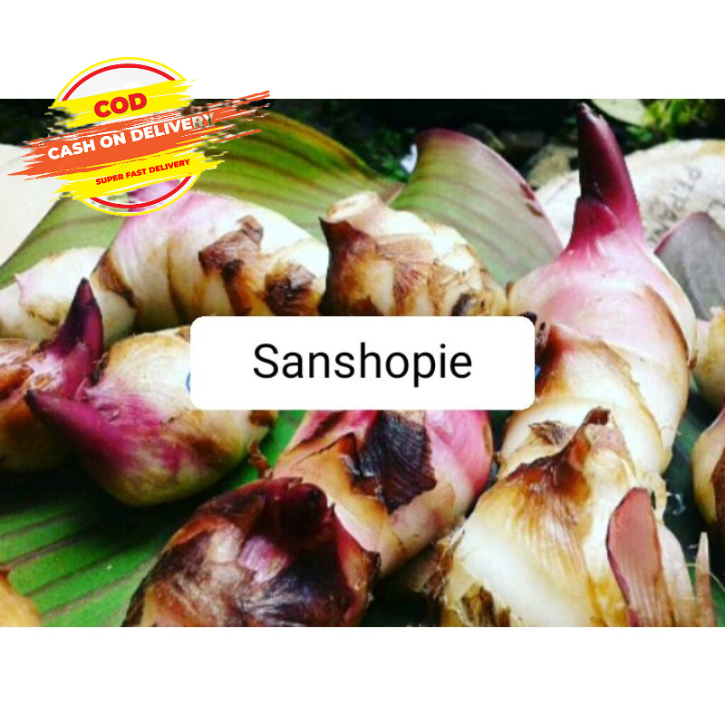 

Umbi ganyol ubi ganyong segar 500 gram