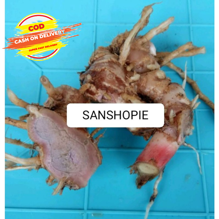 

Rimpang bangle hitam atau panglai segar 250 gram