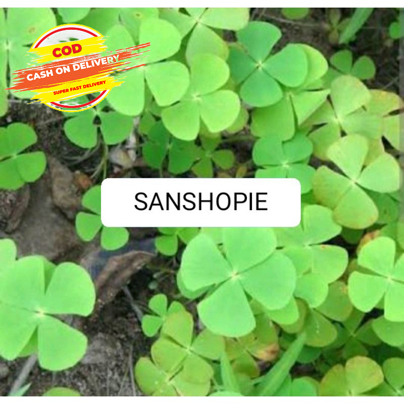 

Daun tanaman semanggi sawah segar 500 gram