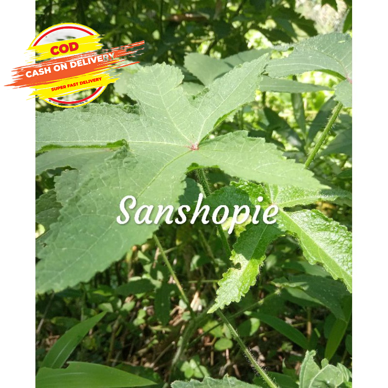 

Daun kapasan segar atau gandapura 500 gram