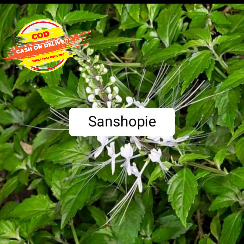 

Daun kumis kucing segar paket 600 gram