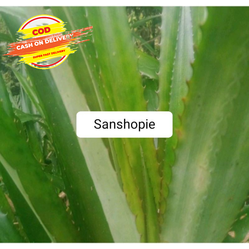 

Daun Nanas Merah Nanas Hutan Segar 1 kg