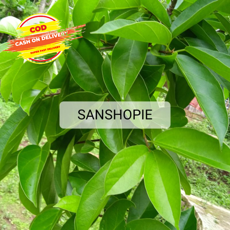 

Daun cincau hijau cincau perdu segar 1 kg