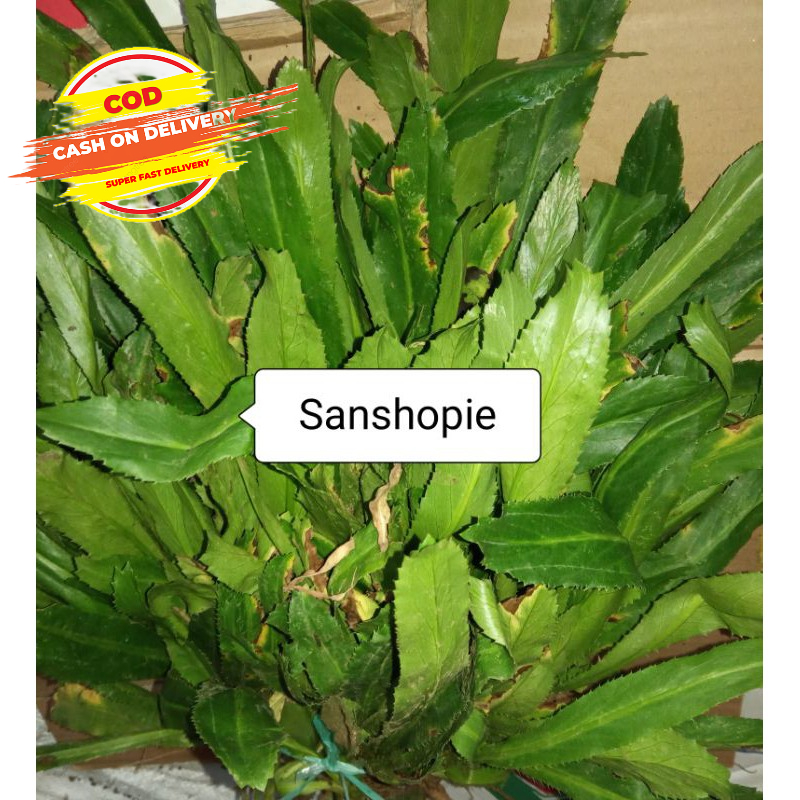 

Daun walang sangit segar paket per 1 kg