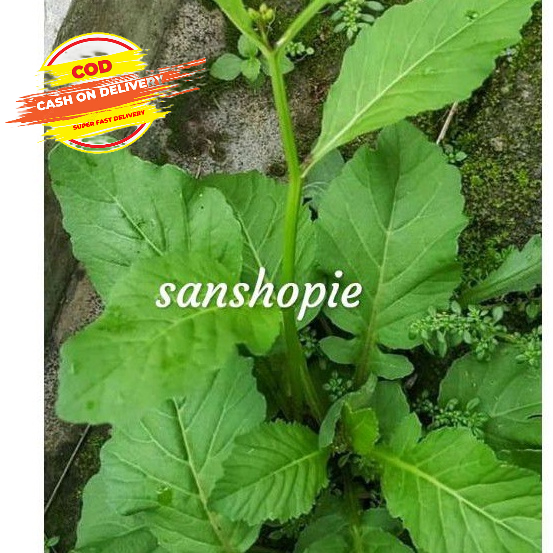 

Daun sawi tanah segar per 500 gram