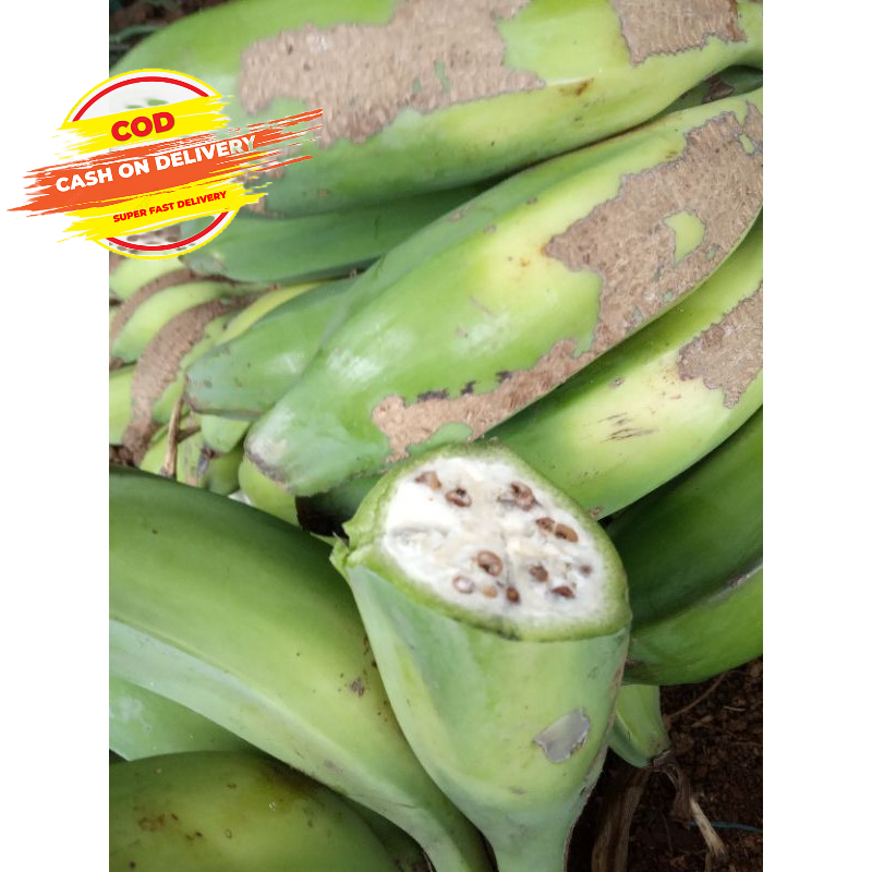 

Jual pisang batu muda paket 1 kilo