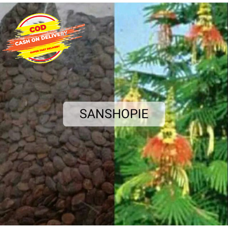 Biji Benih Bibit Kaliandra Merah 50 biji