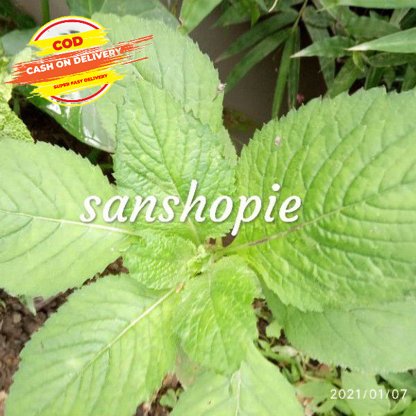 

Daun sintrong atau jintrong segar 1 kg