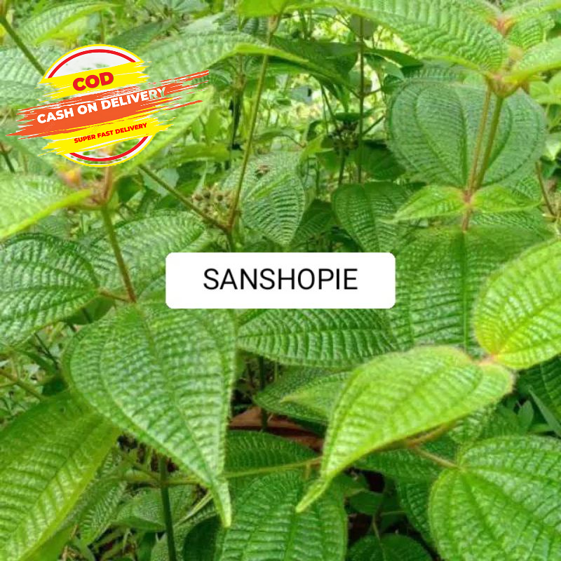 

Daun Senggani Atau Harendong Bulu Segar 1 Kg