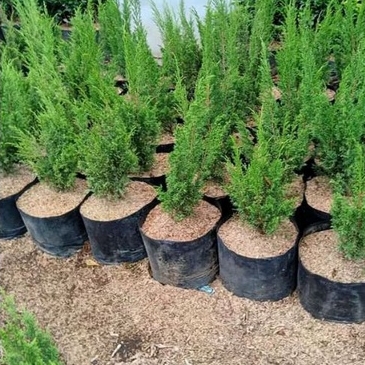 Bahan/ bibit bonsai cemara sargenti ukuran besar/ cemara sargenti ukuran besar/ medium/ jumbo
