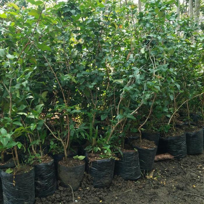 Bibit Tanaman Buah Dewandaru Siap Berbuah Dapat Bonus 2 Bibit Dewandaru Kecil Pohon Bahan Bonsai