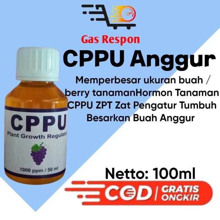 Little_Little_ Hormon Tanaman Cppu Zpt Zat Pengatur Tumbuh Besarkan Buah Anggur