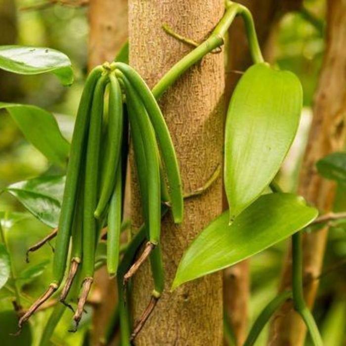 Bibit Tanaman Vanili