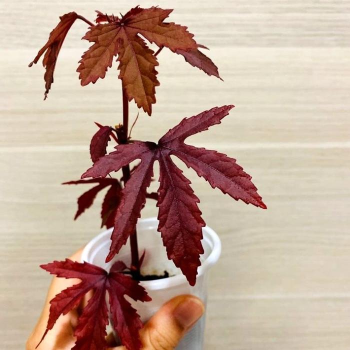 Tanaman Hibiscus Red Panama / Cranberry Hibiscus