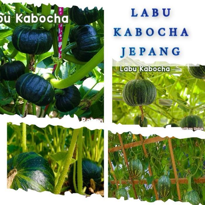 1 Benih Biji - Labu Kabocha HIJAU