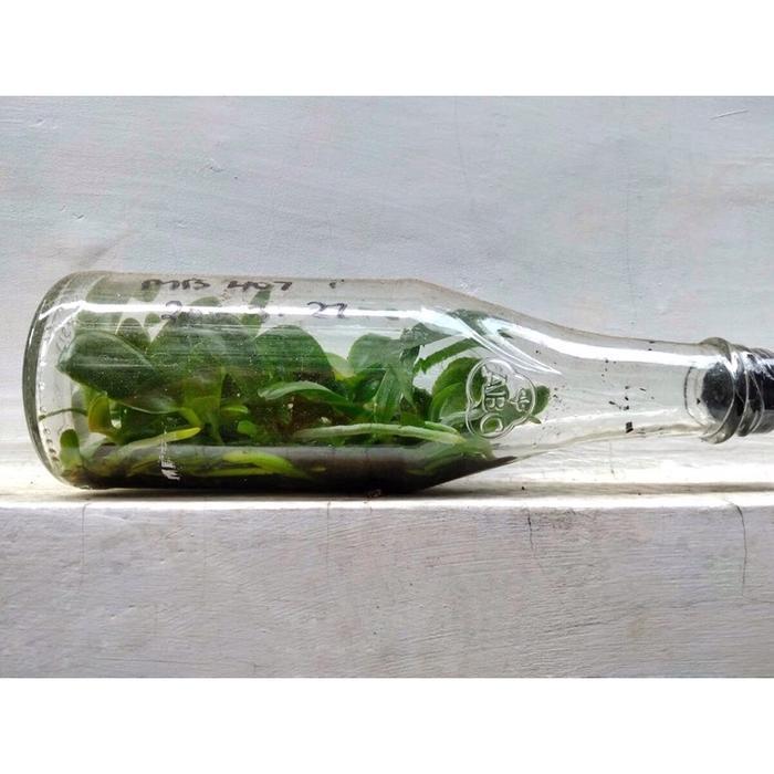 Bibit Botol Anggrek Bulan Taiwan Hybrid
